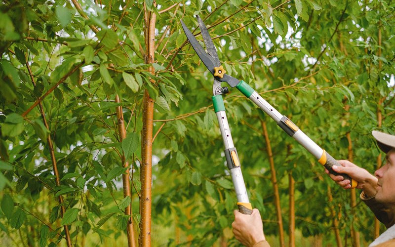 Tree trimming in Cobleskill, NY